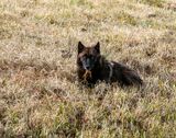 Black Wolf in the Grass May 12.jpg