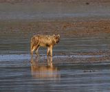 White Wolf in the Water Looking Back May 12.jpg