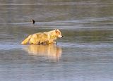 White Wolf in the Water May 12.jpg