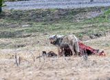 Wapiti Lake pack alpha female at the elk carcass at Otter Creek May 16.jpg