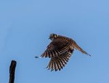 American Kestrel with a bug in her mouth May 18.jpg