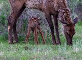Elk calf under mom May 18.jpg