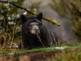 Bald Face Black Bear.jpg
