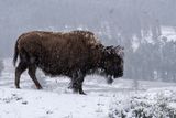 Bison Facing the Storm.jpg
