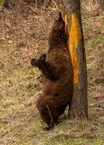 Cinnamon Black Bear Sow Scratching.jpg