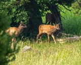 Elk Calfs.jpg