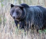 Grizzly Sow in the Tall Grass.jpg