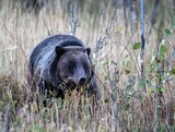 Grizzly Sow Near Two Ocean Lake.jpg