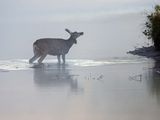 Deer Shaking It Off.jpg