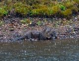 Otters by the Snake River.jpg