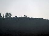 Elk Cows and Calfs in the Dawn Fog.jpg