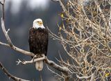 Bald Eagle Near Slough Creek.jpg