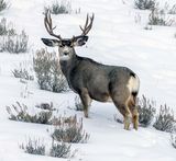 Buck with a Rack.jpg