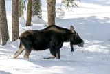 Moose in the forest.jpg