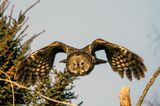 GGO Wings Flapping.jpg