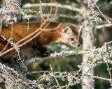 Pine Marten in the Branches.jpg