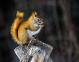 Squirrel.jpg