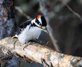 Woodpecker.jpg
