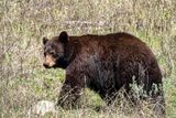 Cinnamon Black Bear in a Meadow at Slough Creek.jpg