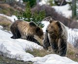 Grizzlies on the snow.jpg