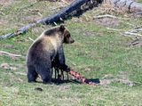 Grizzly at Mud Volcano with an Elk Backbone.jpg