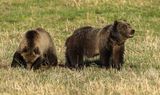 Grizzly Momma with Cub at Tower Junction.jpg