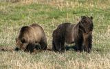 Grizzly Momma with Her Nose in the Air at Tower Junction.jpg