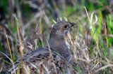 Grouse in the Grass.jpg