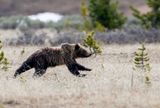 Obsidians Cub Sprinting.jpg