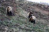 Snow and her two cubs near Lake Butte Overlook.jpg
