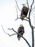 Two Eagles.jpg