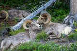 Bighorn Rams.jpg