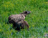 Subadult Grizzlies on the Beartooth.jpg