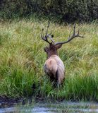 Bull Elk at the Pond.jpg