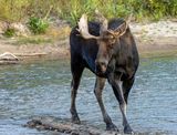 Bull Moose Looking Down the River.jpg