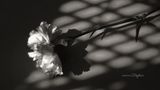 In Shadow