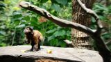 Monkey Business - Singapore Zoo
