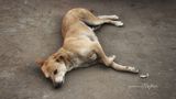 Resting Dog | Delhi, India