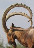 A magnificent Ibex mountain goat
