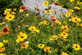 Wildflowers and Gravestones