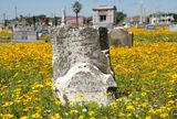 Wildflowers and Gravestones