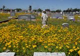 Wildflowers and Gravestones