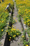 Wildflowers and Gravestones