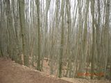 DSCN0728.JPG