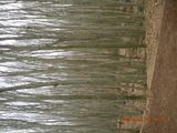 DSCN0729.JPG