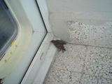 DSC03463.JPG