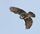 Northern Hawk-Owl