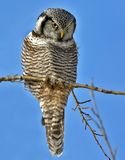 Northern Hawk-Owl