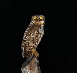 Burrowing Owl