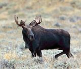 Moose
